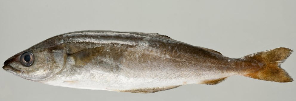 Pollachius virens_0912